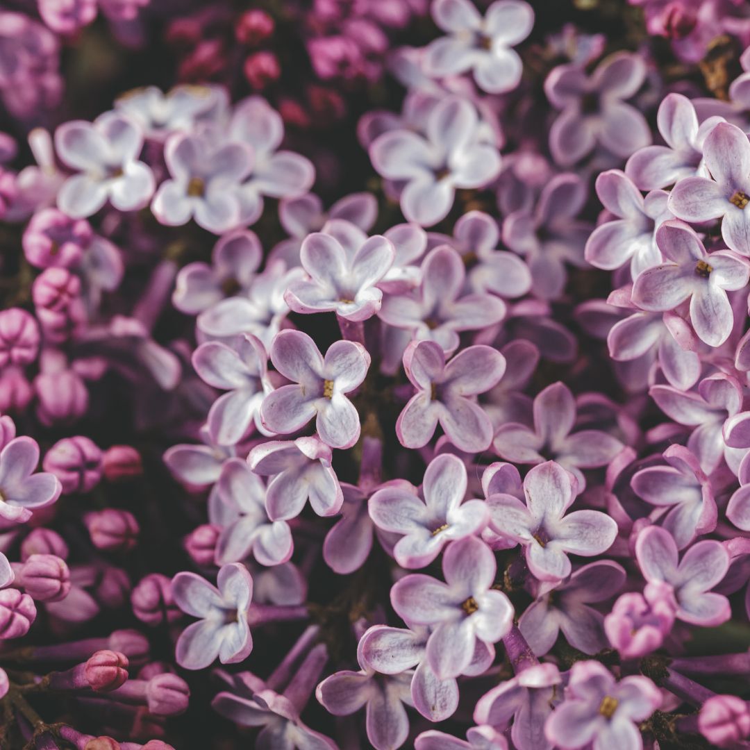Lilac flowers in maximum blossom, the delightful floral smell drives your heart to a happy place.